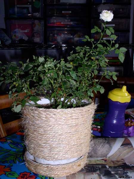 15+ Upcycle Ideas For Your Garden