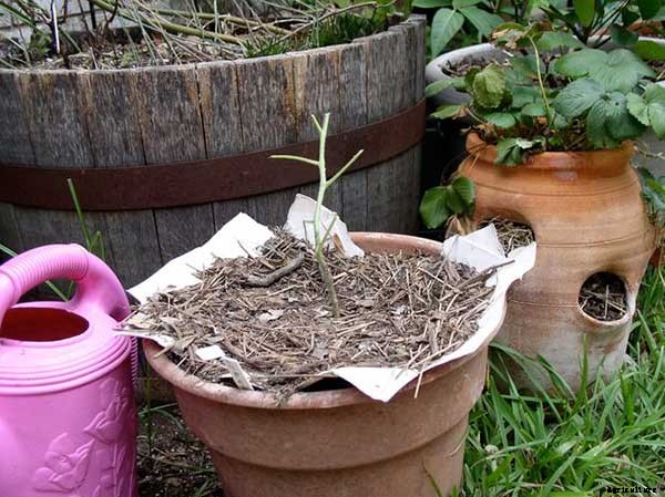 15+ Upcycle Ideas For Your Garden