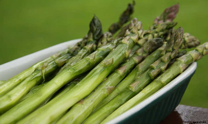 How To Grow Asparagus: All You Need To Know