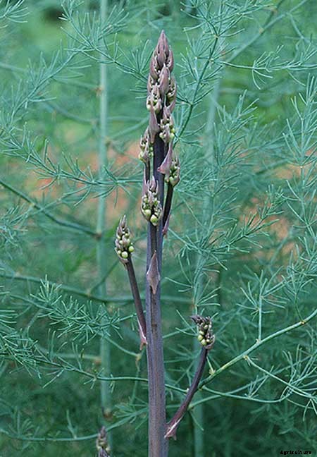 How To Grow Asparagus: All You Need To Know