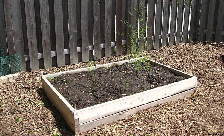 How To Grow Asparagus: All You Need To Know