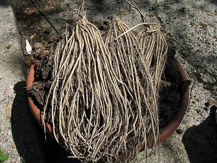 How To Grow Asparagus: All You Need To Know