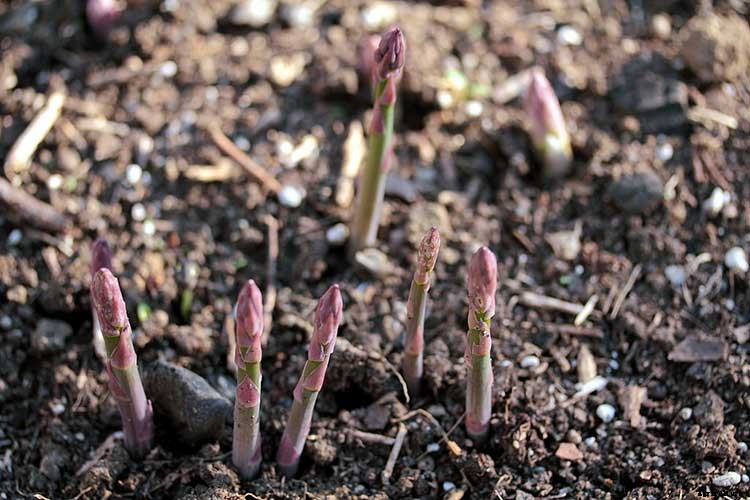 How To Grow Asparagus: All You Need To Know
