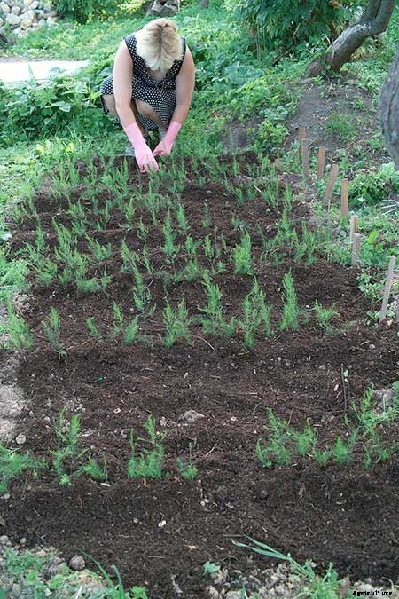 How To Grow Asparagus: All You Need To Know