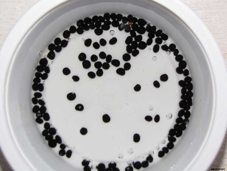 How To Grow Asparagus: All You Need To Know