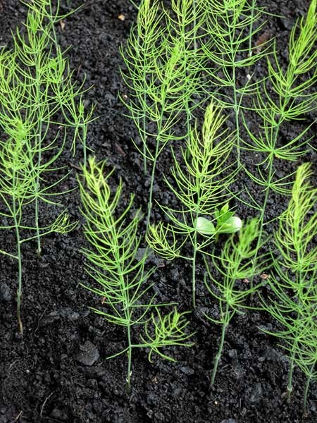 How To Grow Asparagus: All You Need To Know
