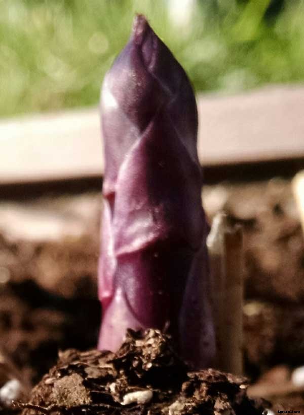 How To Grow Asparagus: All You Need To Know