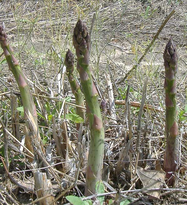 How To Grow Asparagus: All You Need To Know