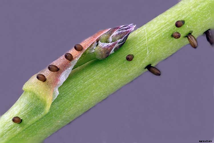 How To Grow Asparagus: All You Need To Know