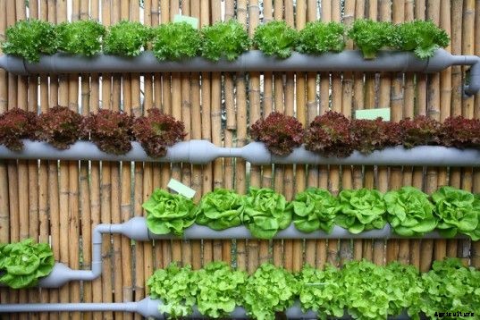 5 Creative Vegetable Garden Ideas