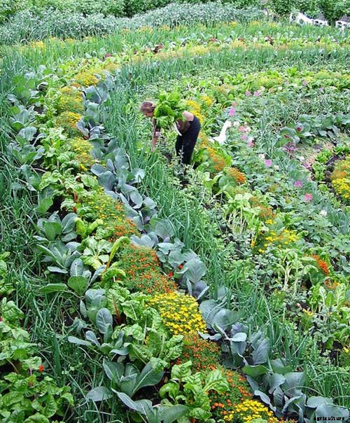 5 Creative Vegetable Garden Ideas