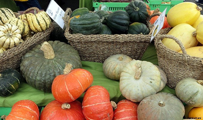 4 of the Best Plants to Grow in a Greenhouse