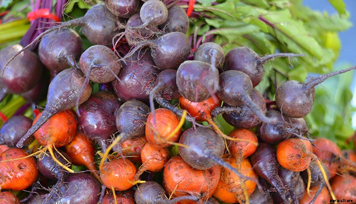 4 of the Best Plants to Grow in a Greenhouse