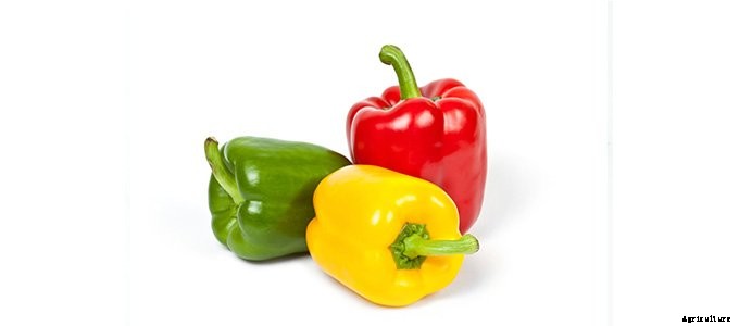 4 of the Best Plants to Grow in a Greenhouse