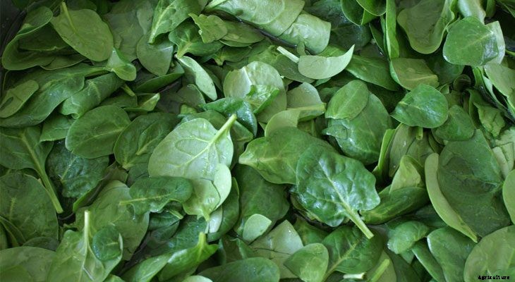 6 Fast Growing Vegetables For Your Garden