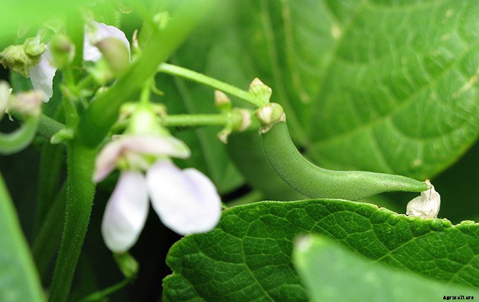 6 Fast Growing Vegetables For Your Garden