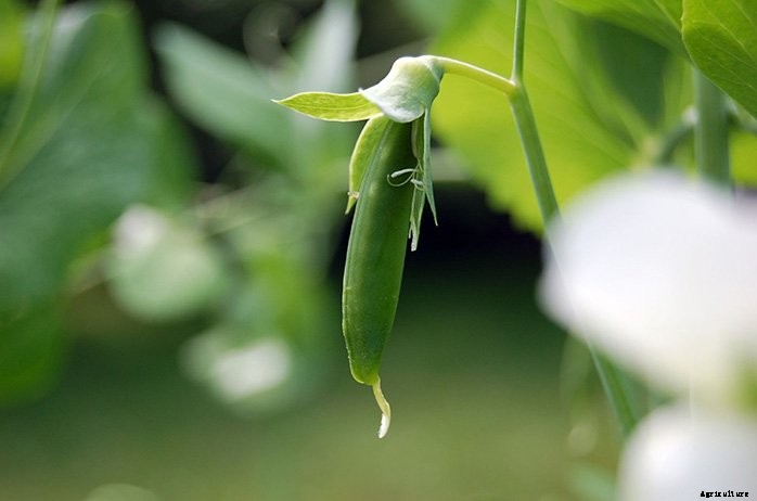 6 Fast Growing Vegetables For Your Garden