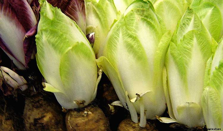 How to Grow Salad Greens