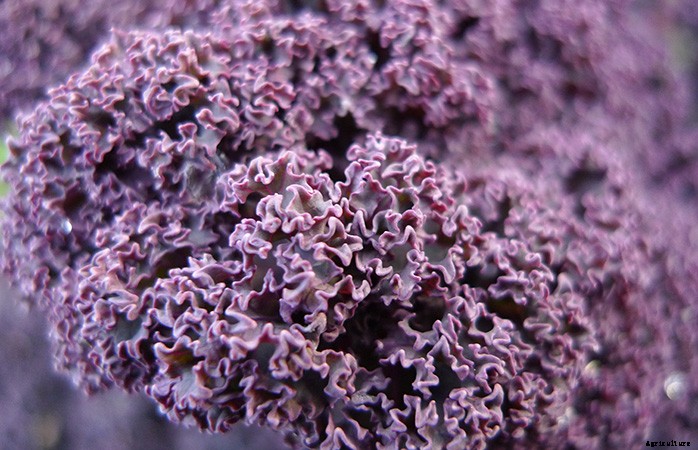 How to Grow Salad Greens