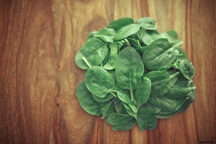 How to Grow Salad Greens