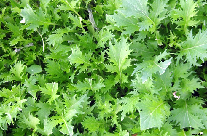 How to Grow Salad Greens