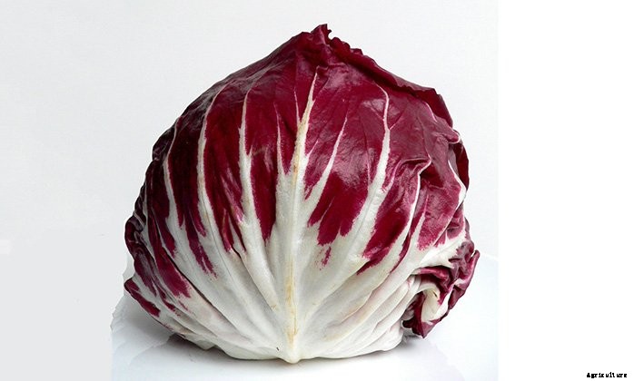 How to Grow Salad Greens