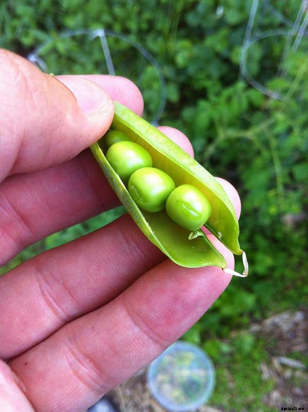 How To Grow Peas: Everything You Need To Know