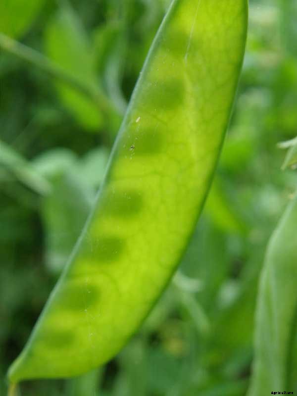 How To Grow Peas: Everything You Need To Know