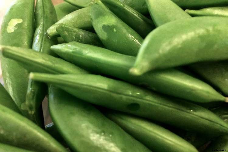 How To Grow Peas: Everything You Need To Know