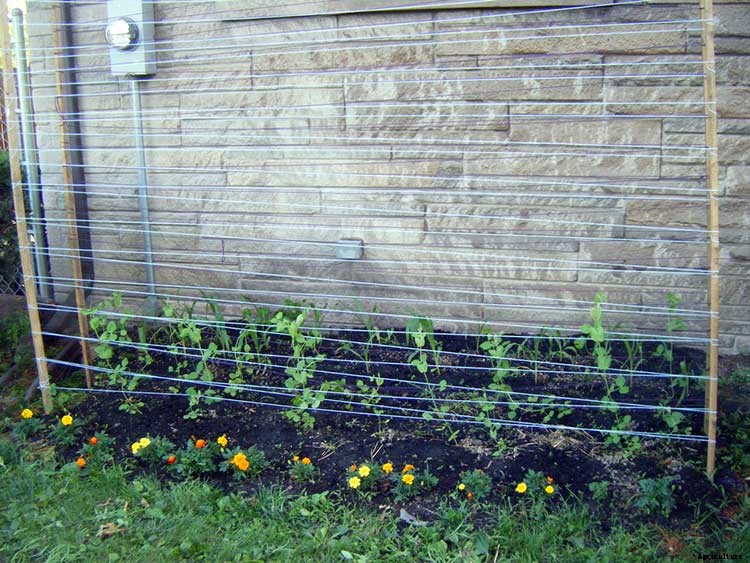 How To Grow Peas: Everything You Need To Know