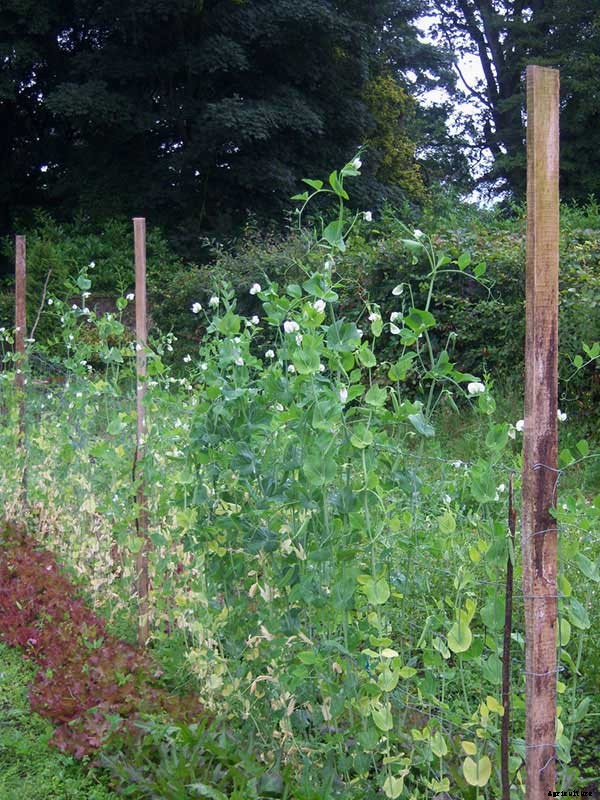 How To Grow Peas: Everything You Need To Know
