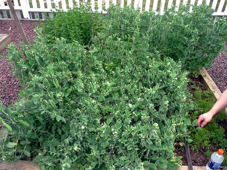 How To Grow Peas: Everything You Need To Know