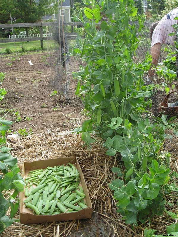 How To Grow Peas: Everything You Need To Know
