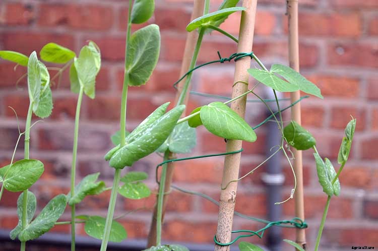 How To Grow Peas: Everything You Need To Know