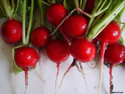 How to Grow Radishes: A Complete Guide