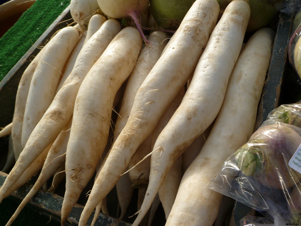 How to Grow Radishes: A Complete Guide