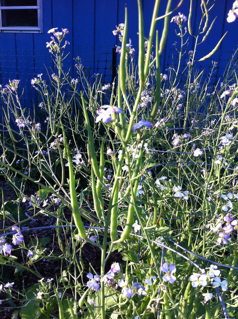 How to Grow Radishes: A Complete Guide