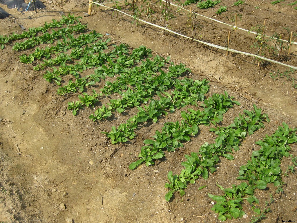 How to Grow Radishes: A Complete Guide