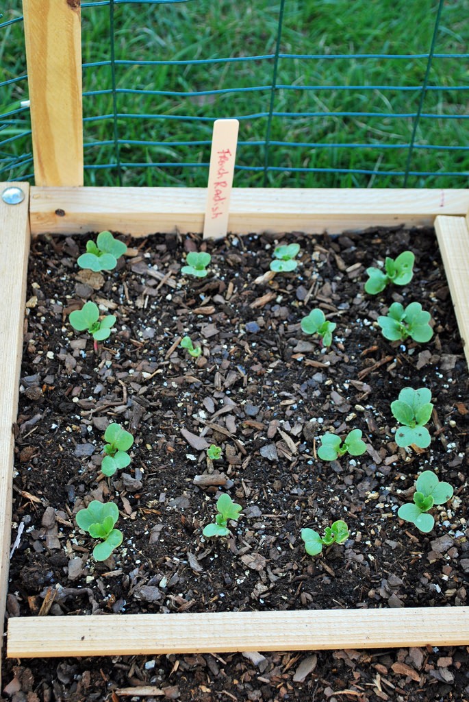 How to Grow Radishes: A Complete Guide