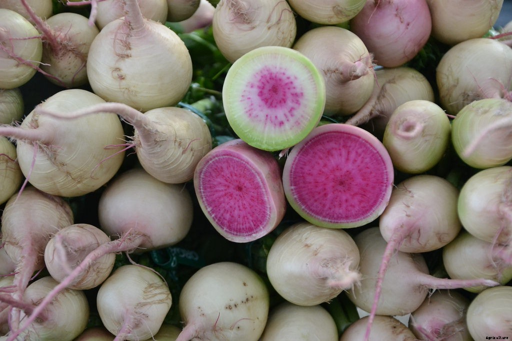 How to Grow Radishes: A Complete Guide