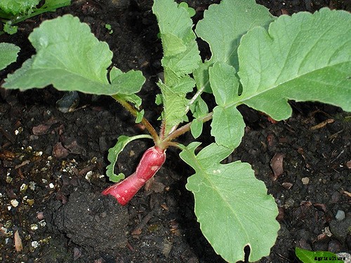 How to Grow Radishes: A Complete Guide