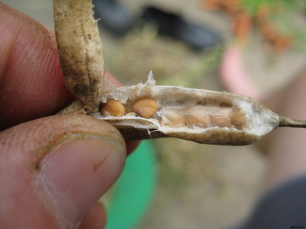 How to Grow Radishes: A Complete Guide