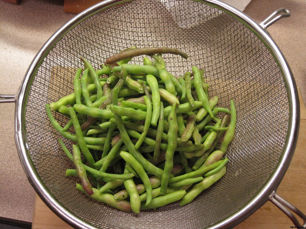 How to Grow Radishes: A Complete Guide