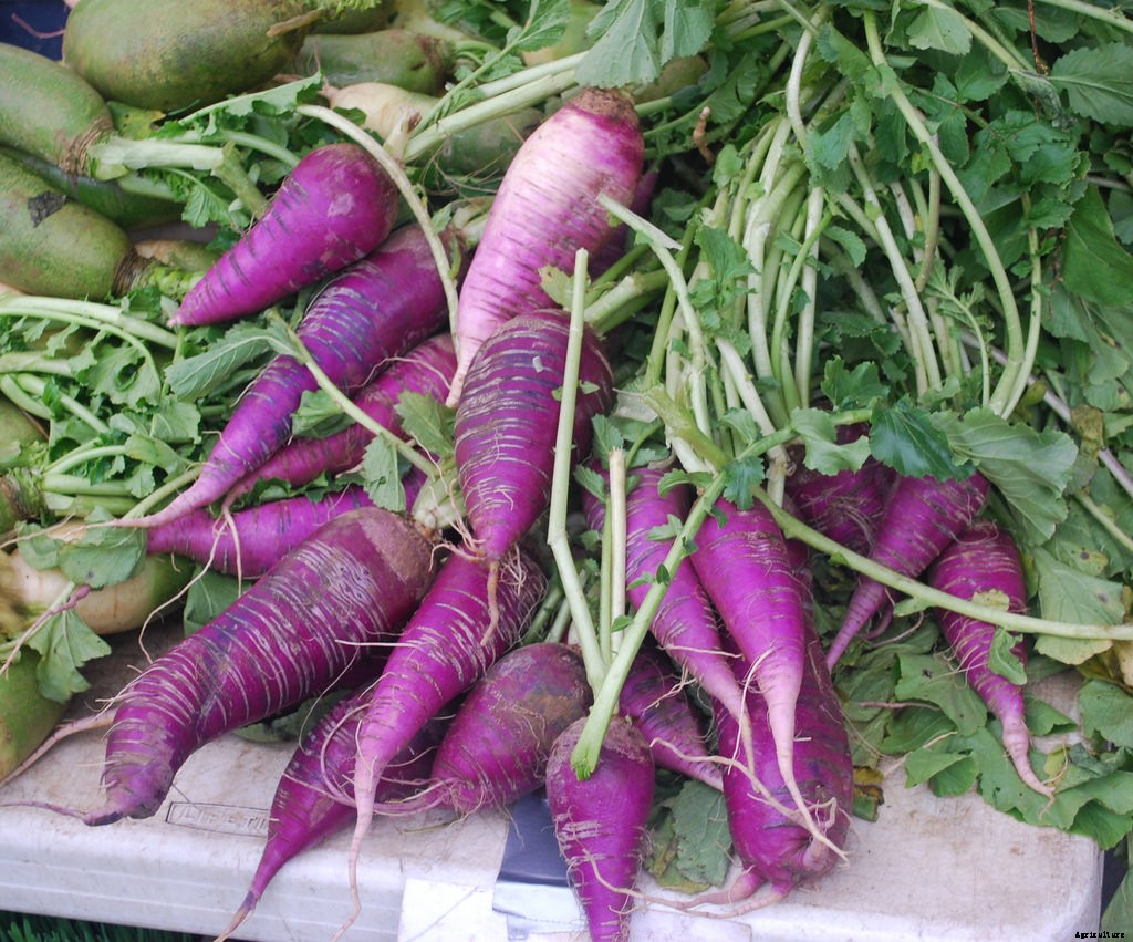 How to Grow Radishes: A Complete Guide