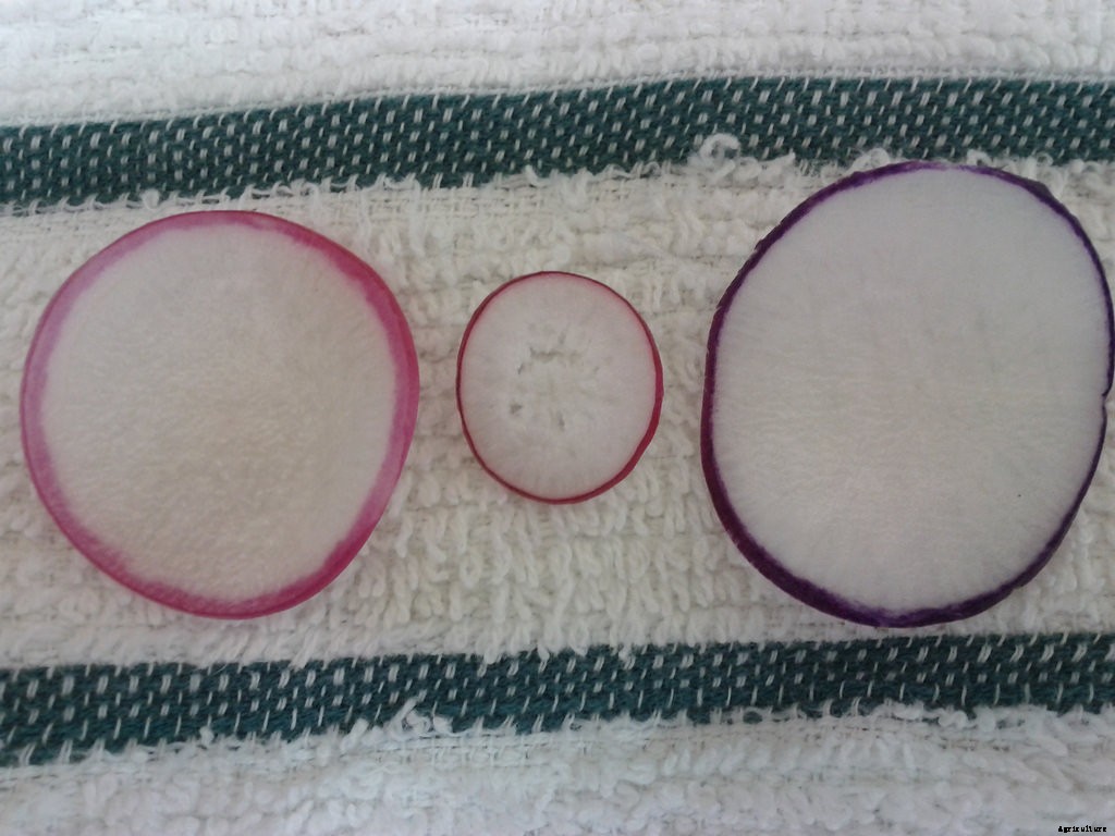 How to Grow Radishes: A Complete Guide