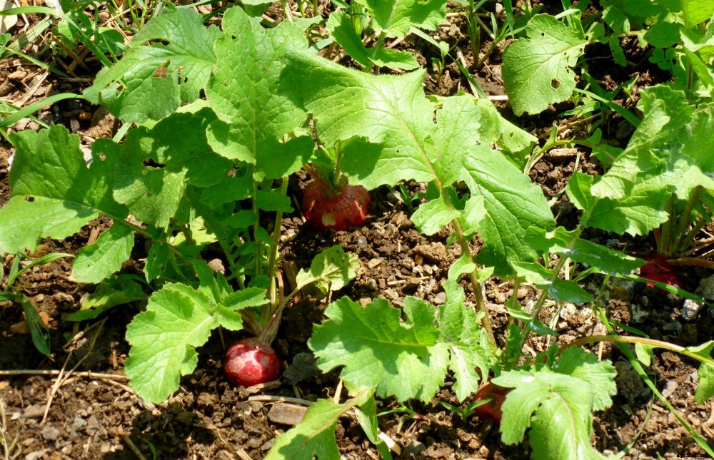 How to Grow Radishes: A Complete Guide