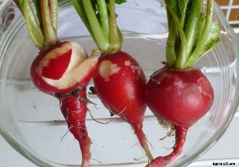 How to Grow Radishes: A Complete Guide