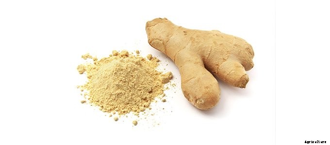 25+ Plants That You Can Regrow From Your Kitchen Scraps