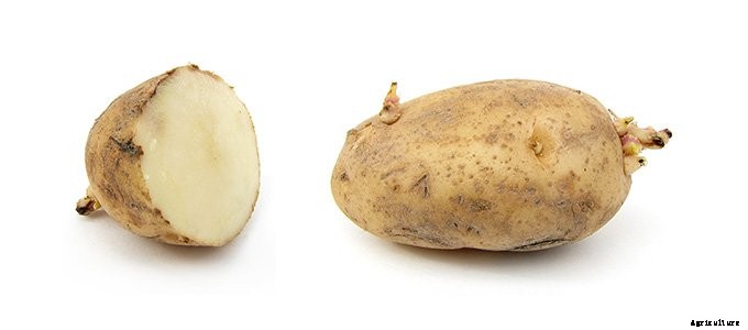 25+ Plants That You Can Regrow From Your Kitchen Scraps