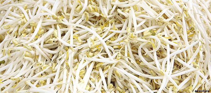 25+ Plants That You Can Regrow From Your Kitchen Scraps